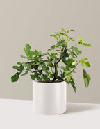 bundle | 3 Gallon - Single | Agnes | Cream