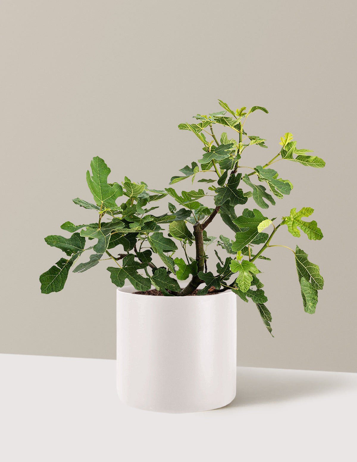 bundle | 3 Gallon - Single | Agnes | Cream