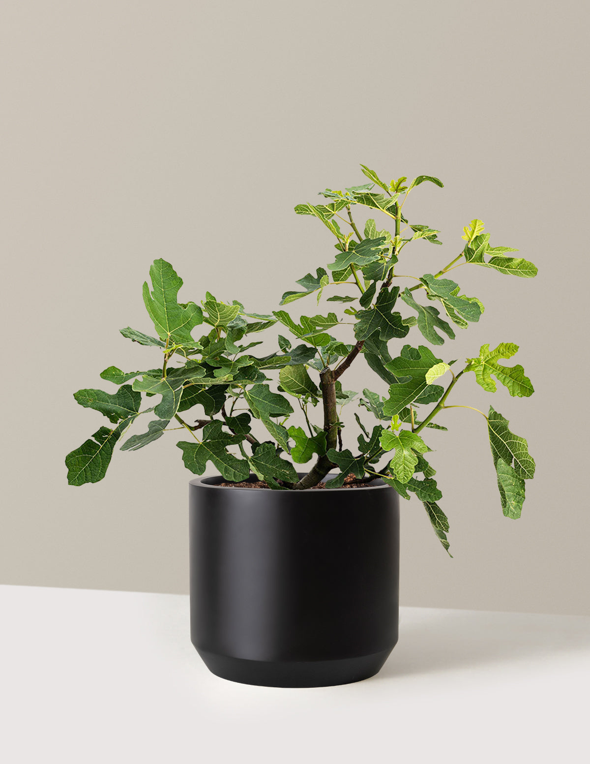 bundle | 3 Gallon - Single | Mexia | Black