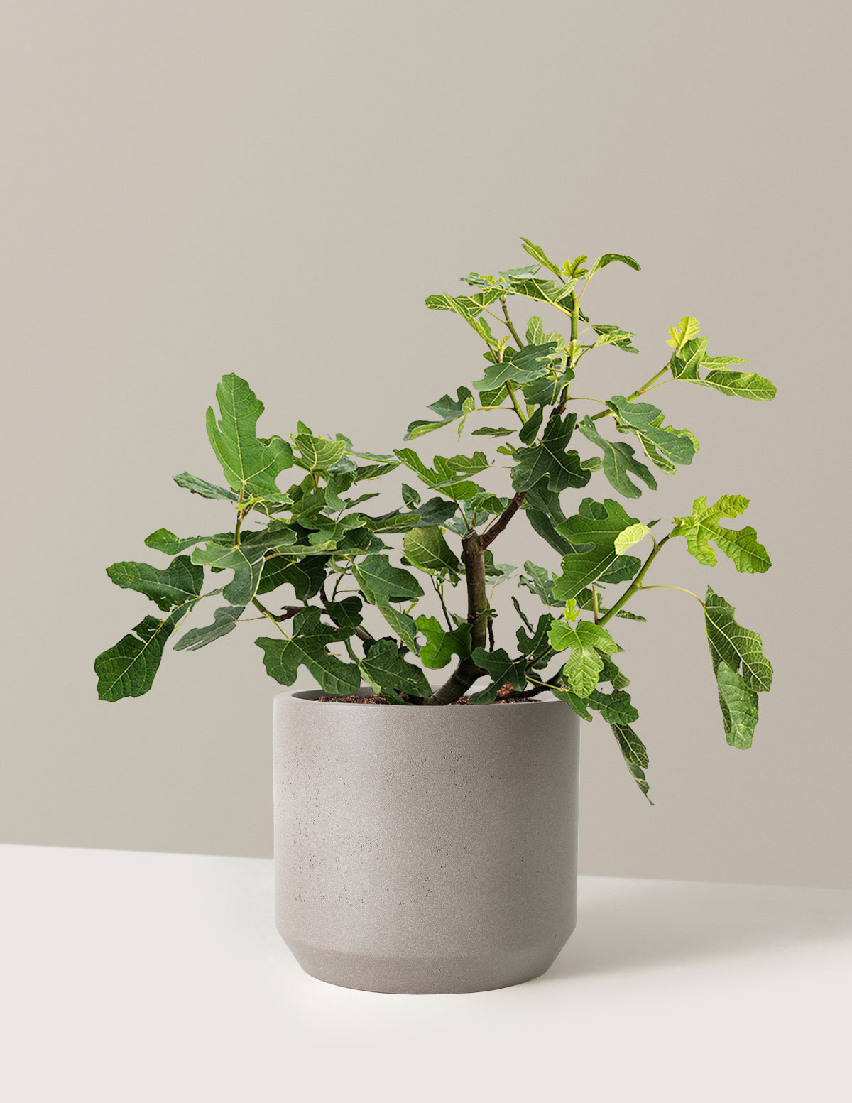 bundle | 3 Gallon - Single | Mexia | Cement Grey