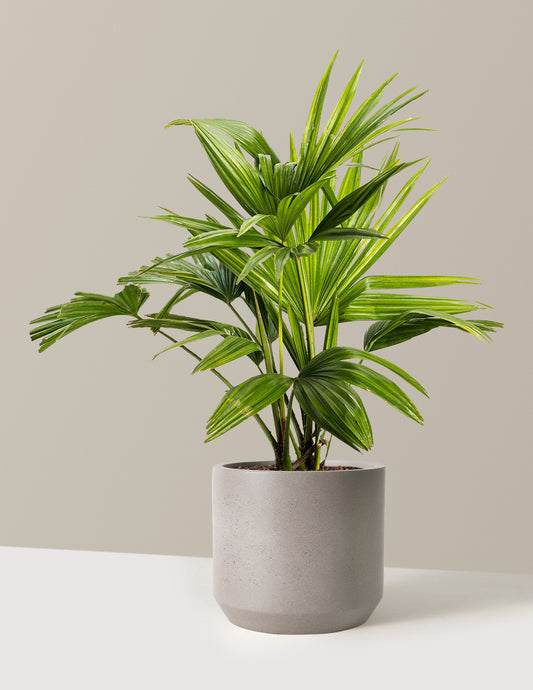 Chinese Fan Palm