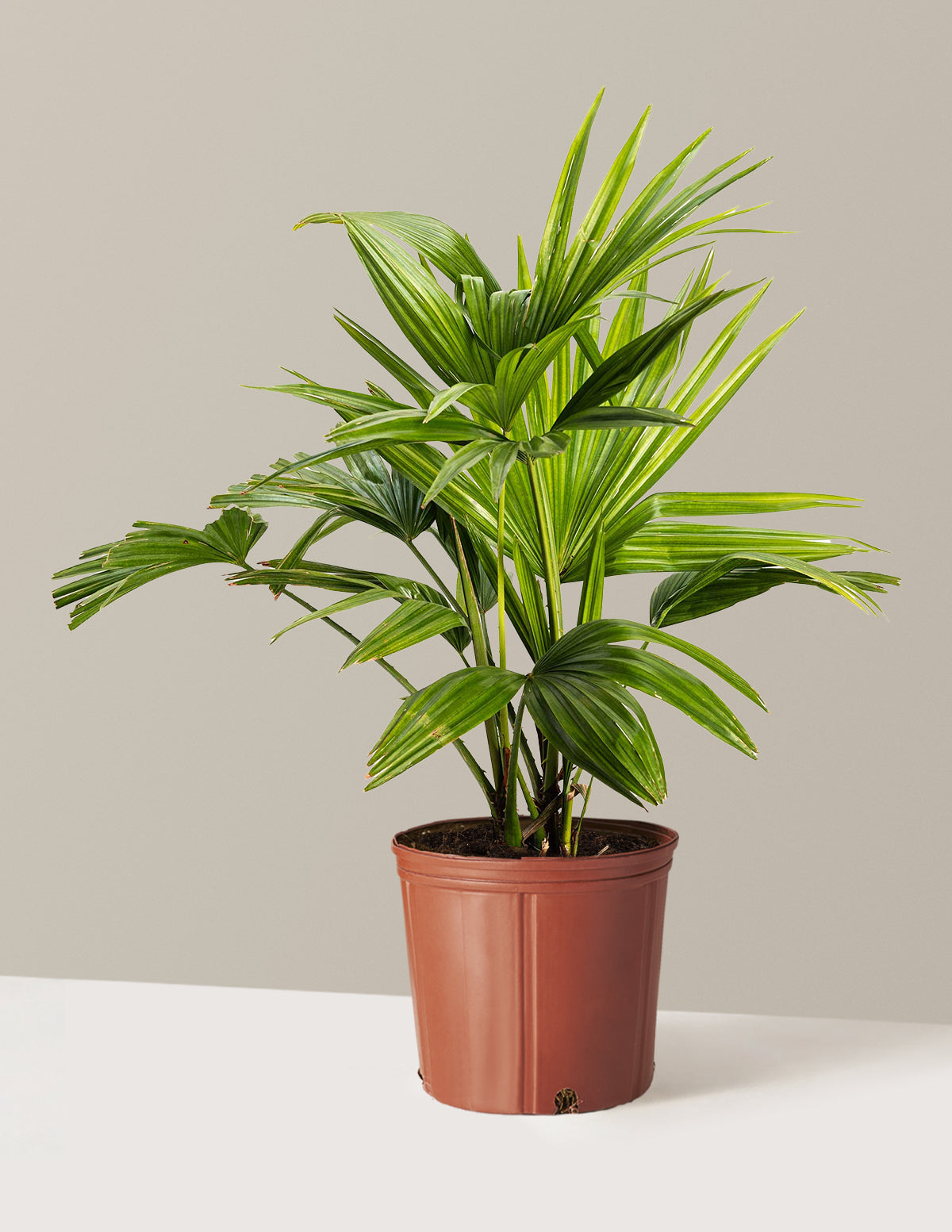 Chinese Fan Palm