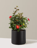 bundle | 2 Gallon | Agnes | Black