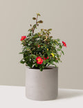 bundle | 2 Gallon | Agnes | Cement Grey