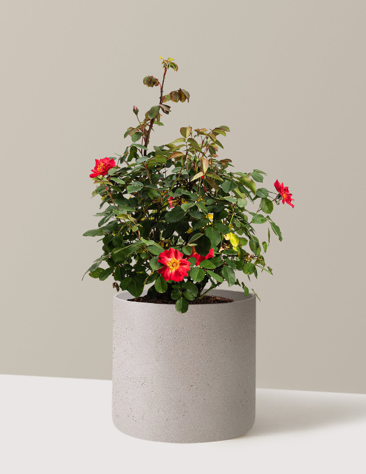 bundle | 2 Gallon | Agnes | Cement Grey
