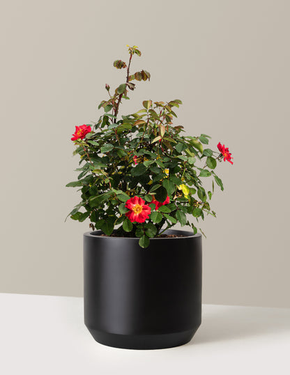 bundle | 2 Gallon | Mexia | Black
