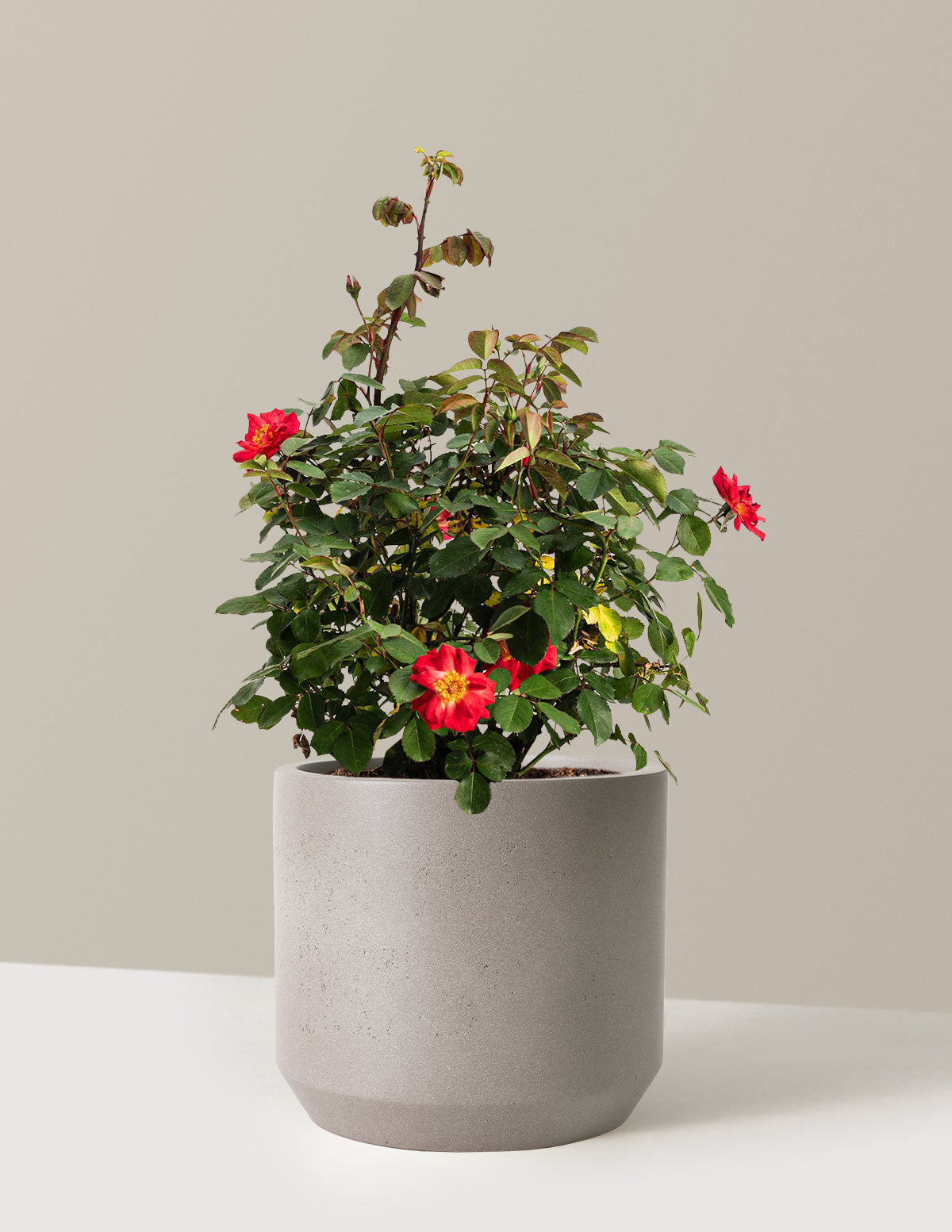 bundle | 2 Gallon | Mexia | Cement Grey