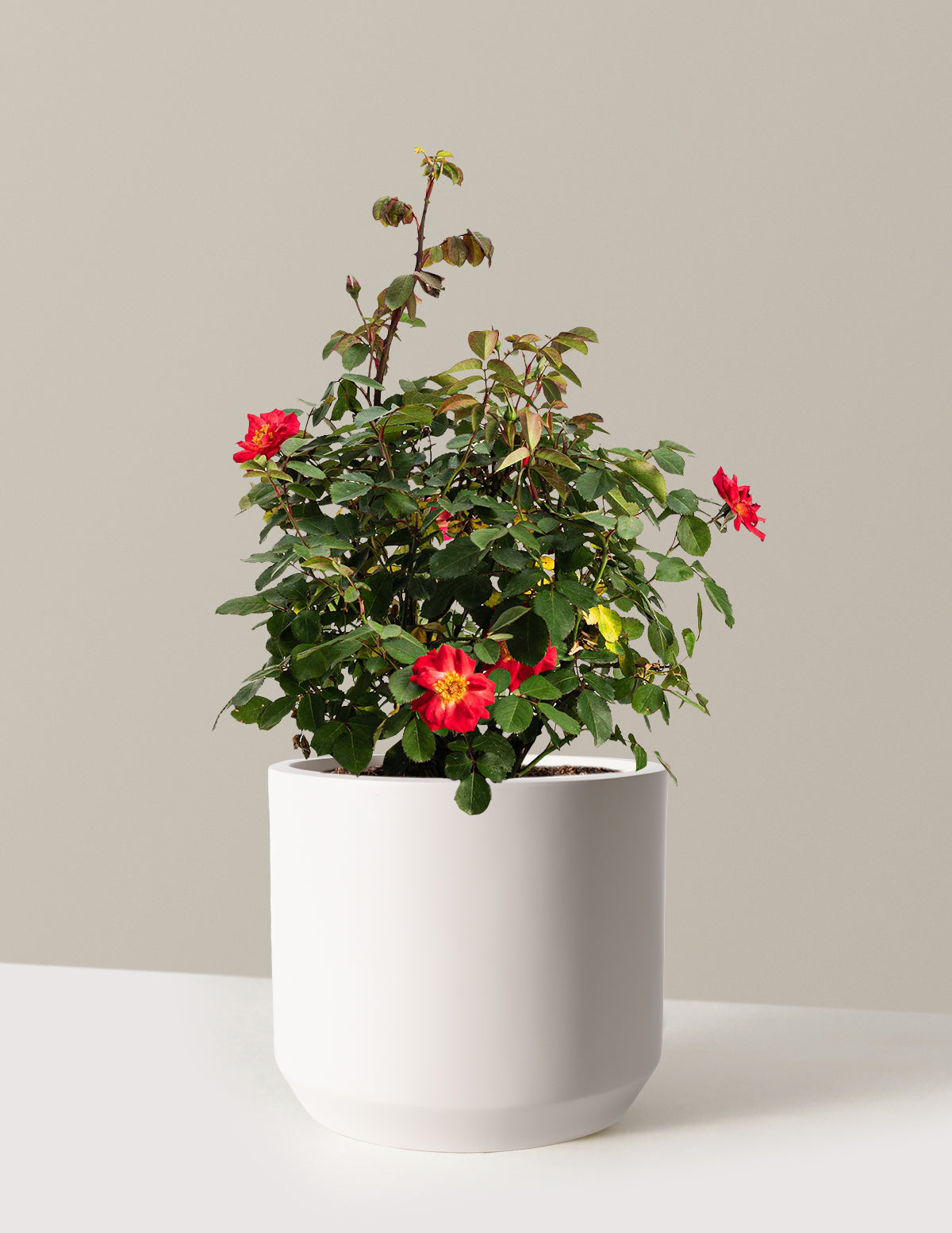 bundle | 2 Gallon | Mexia | Cream
