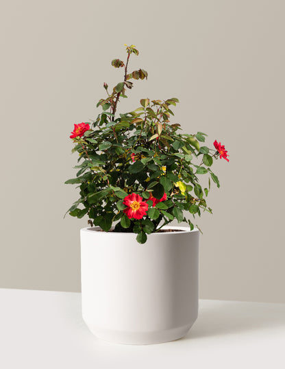 bundle | 2 Gallon | Mexia | Cream