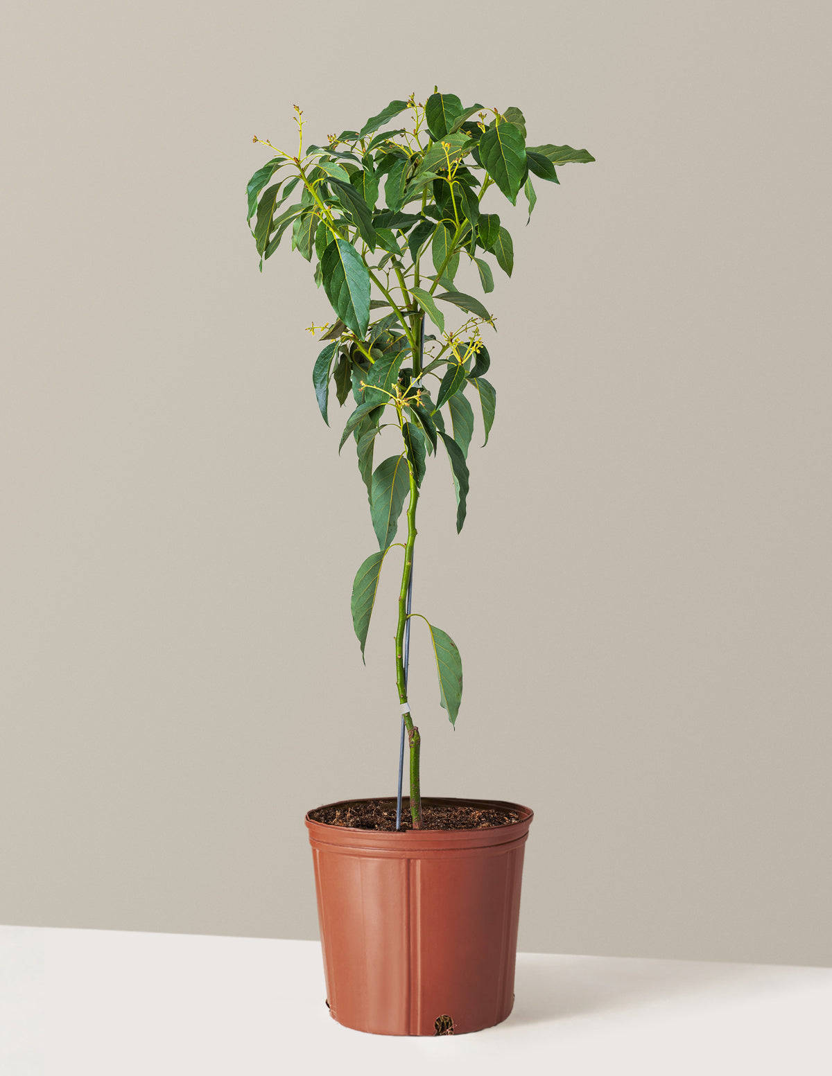bundle | 3-4 ft. | Grow Pot