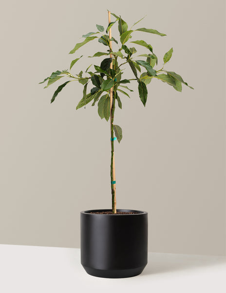 Cold Hardy Avocado Tree | Grow Avocados in Zone 8+ | The Sill