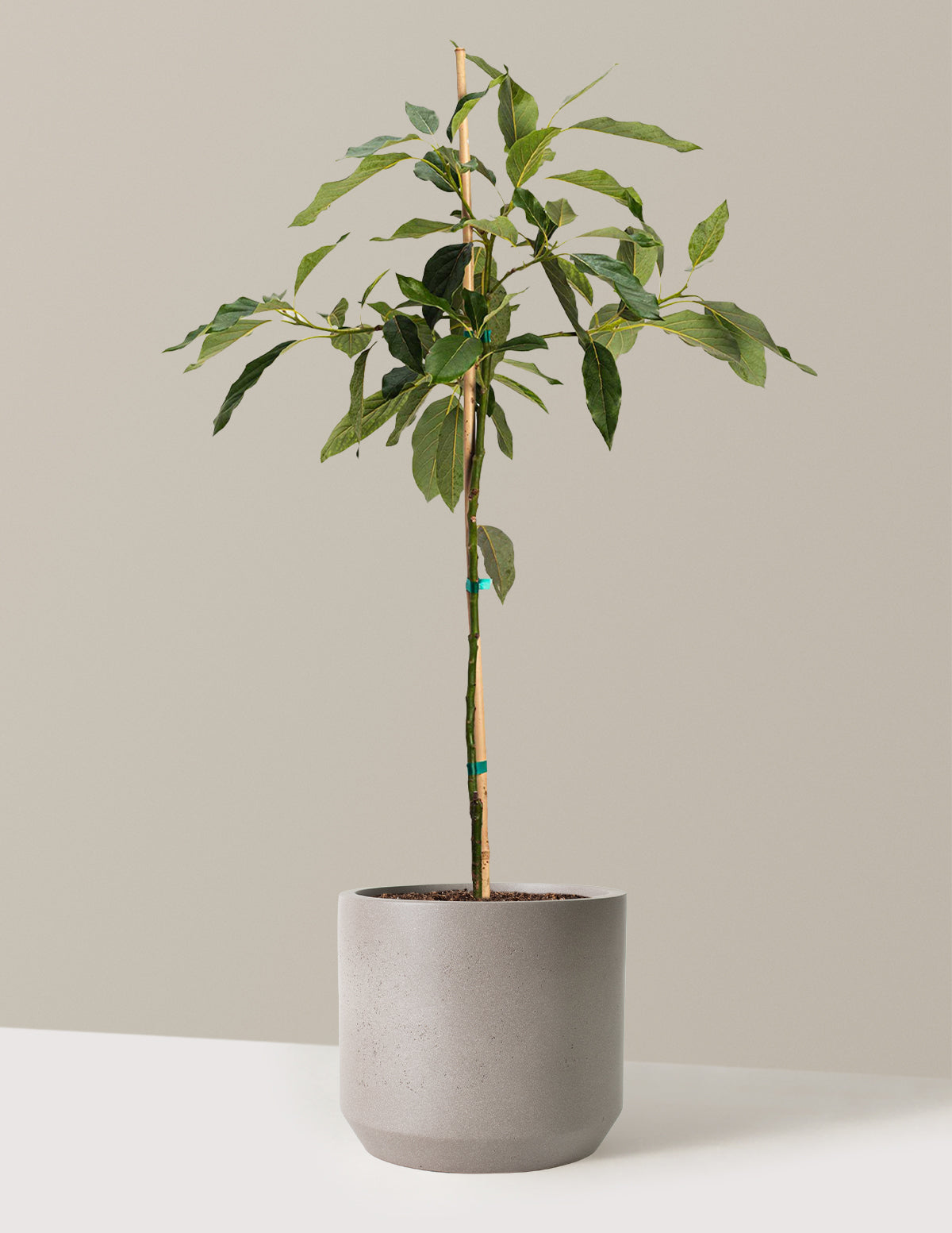 bundle | 2-3 ft. | Mexia | Cement Grey