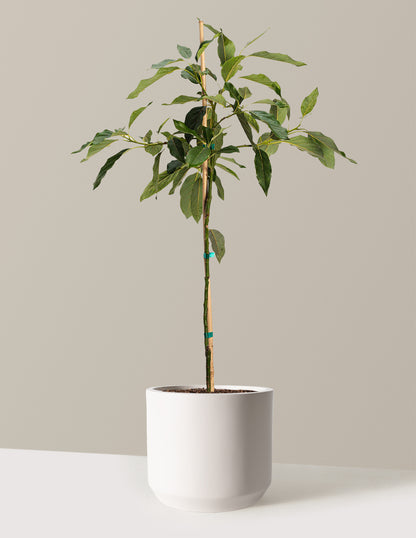 Cold Hardy Avocado Tree