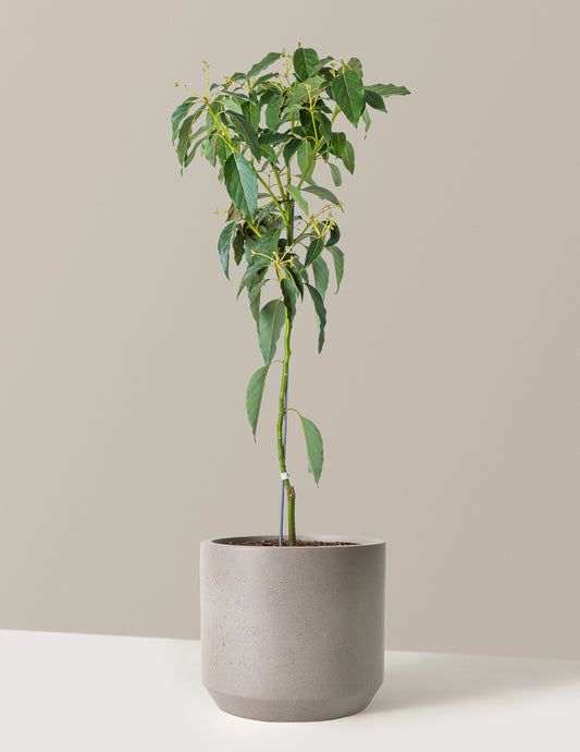 Cold Hardy Avocado Tree