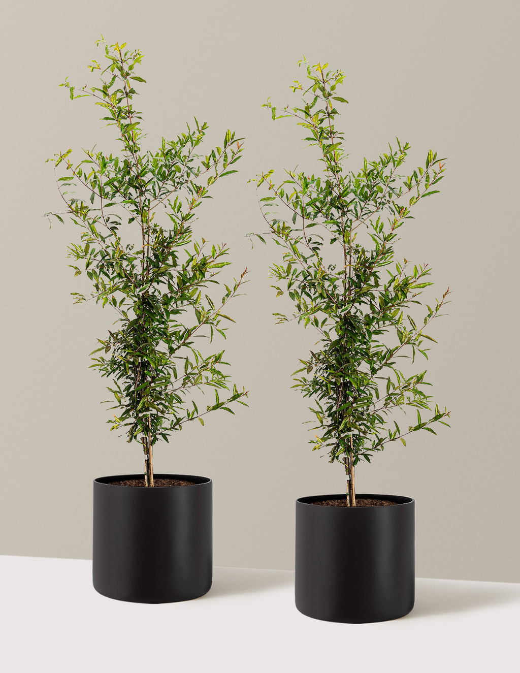 bundle | 3 Gallon - 2 Pack | Agnes | Black