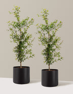bundle | 3 Gallon - 2 Pack | Agnes | Black