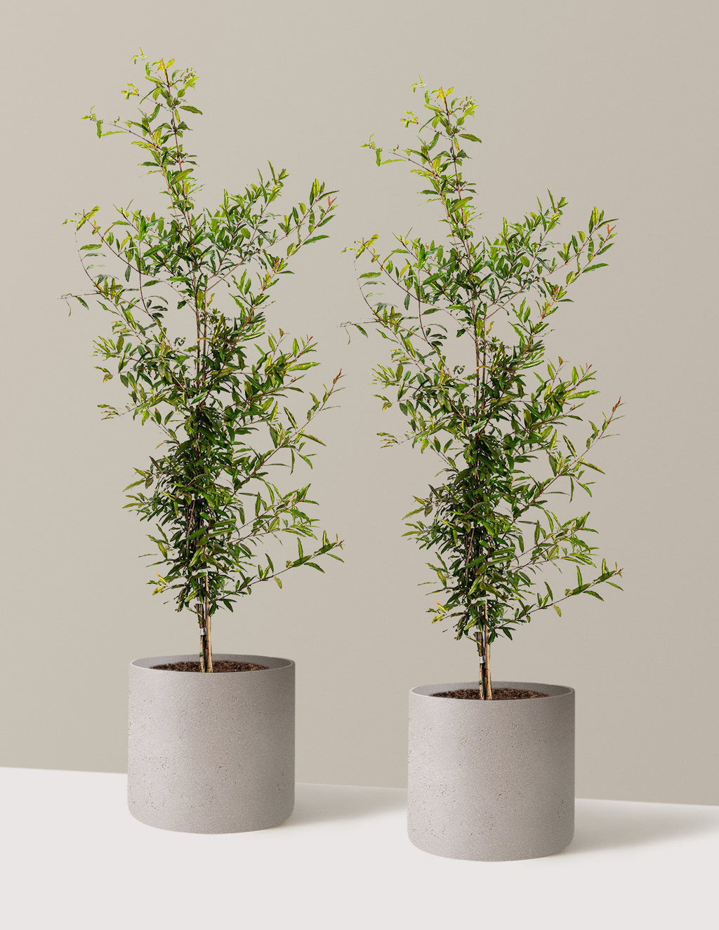 bundle | 3 Gallon - 2 Pack | Agnes | Cement Grey