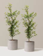 bundle | 3 Gallon - 2 Pack | Agnes | Cement Grey