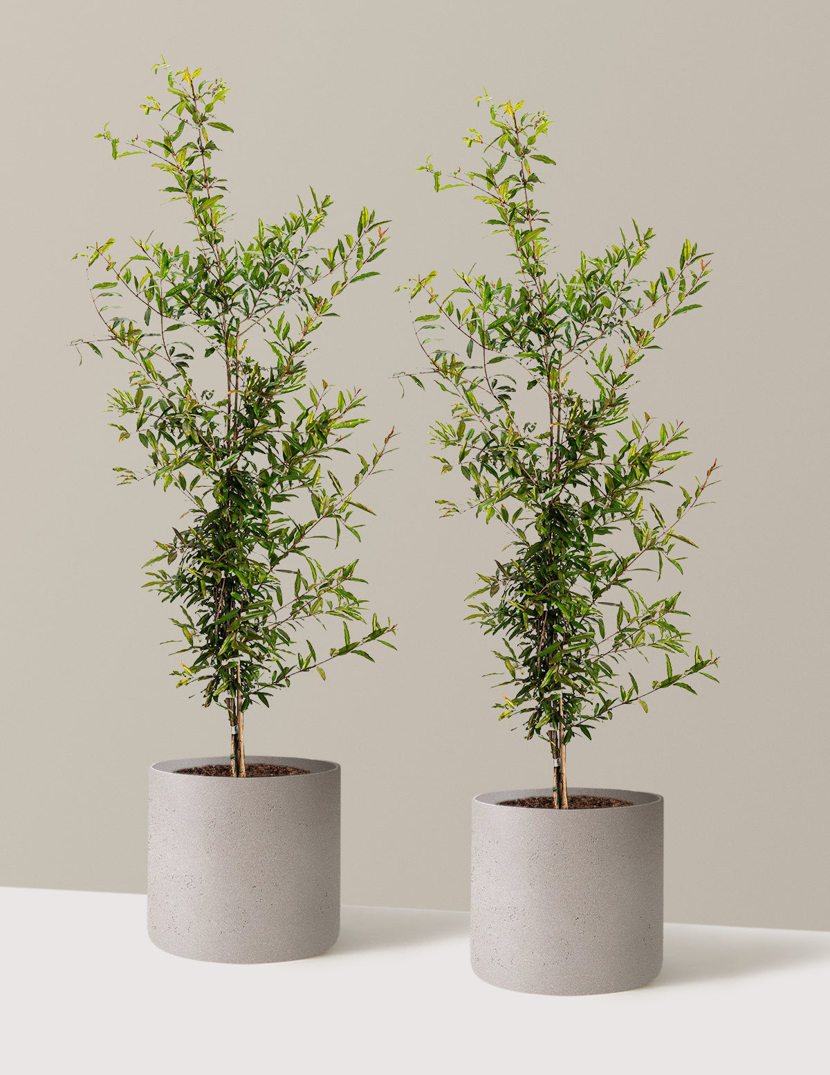 bundle | 3 Gallon - 2 Pack | Agnes | Cement Grey