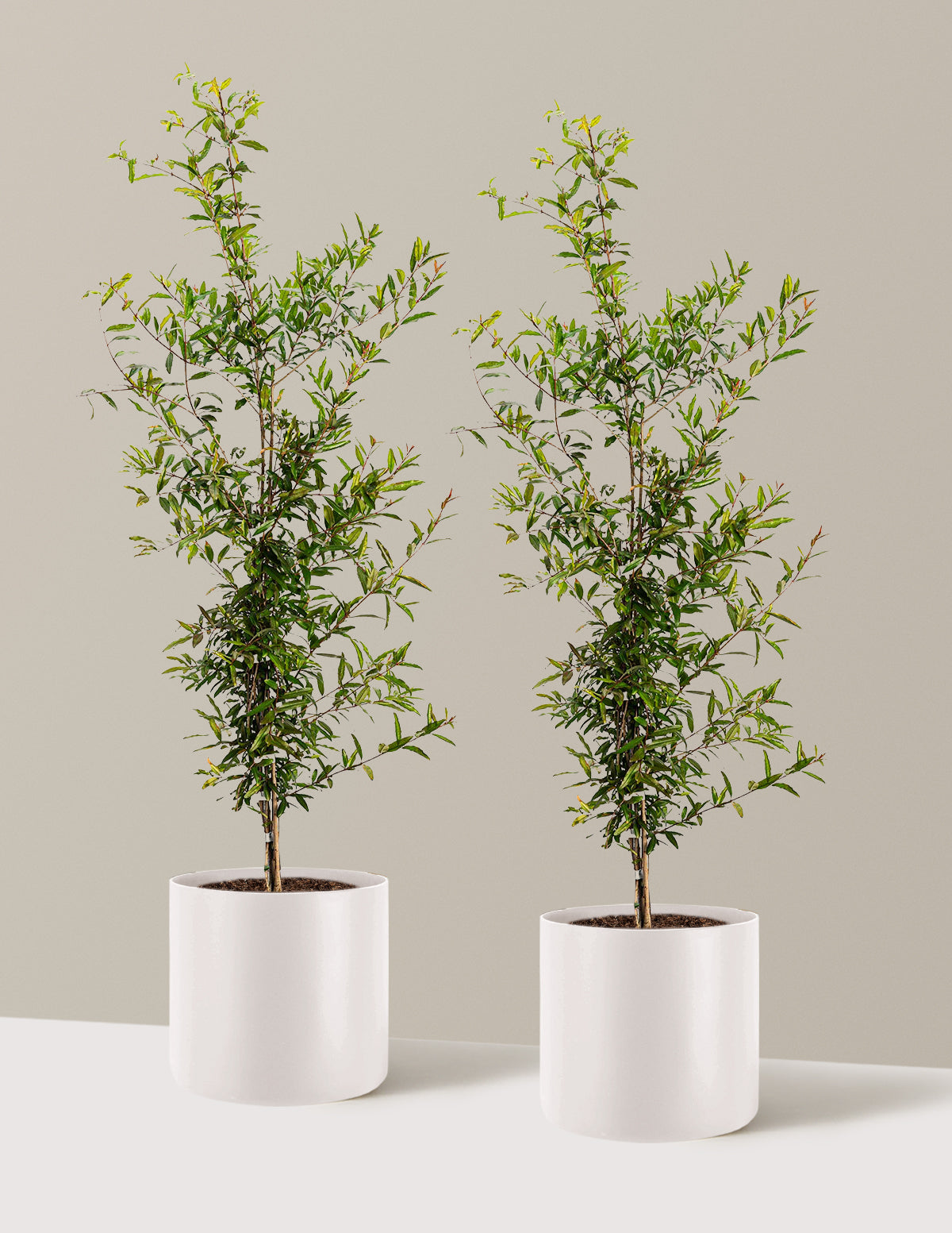 bundle | 3 Gallon - 2 Pack | Agnes | Cream