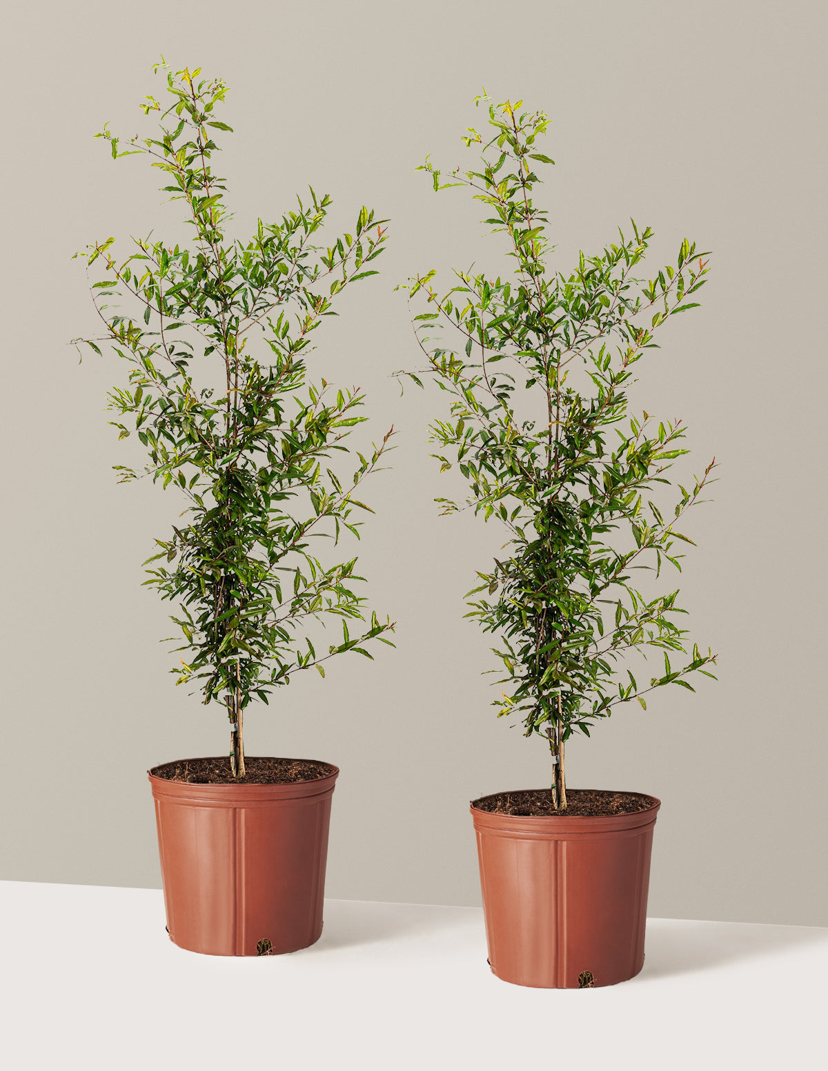 bundle | 3 Gallon - 2 Pack | Grow Pot