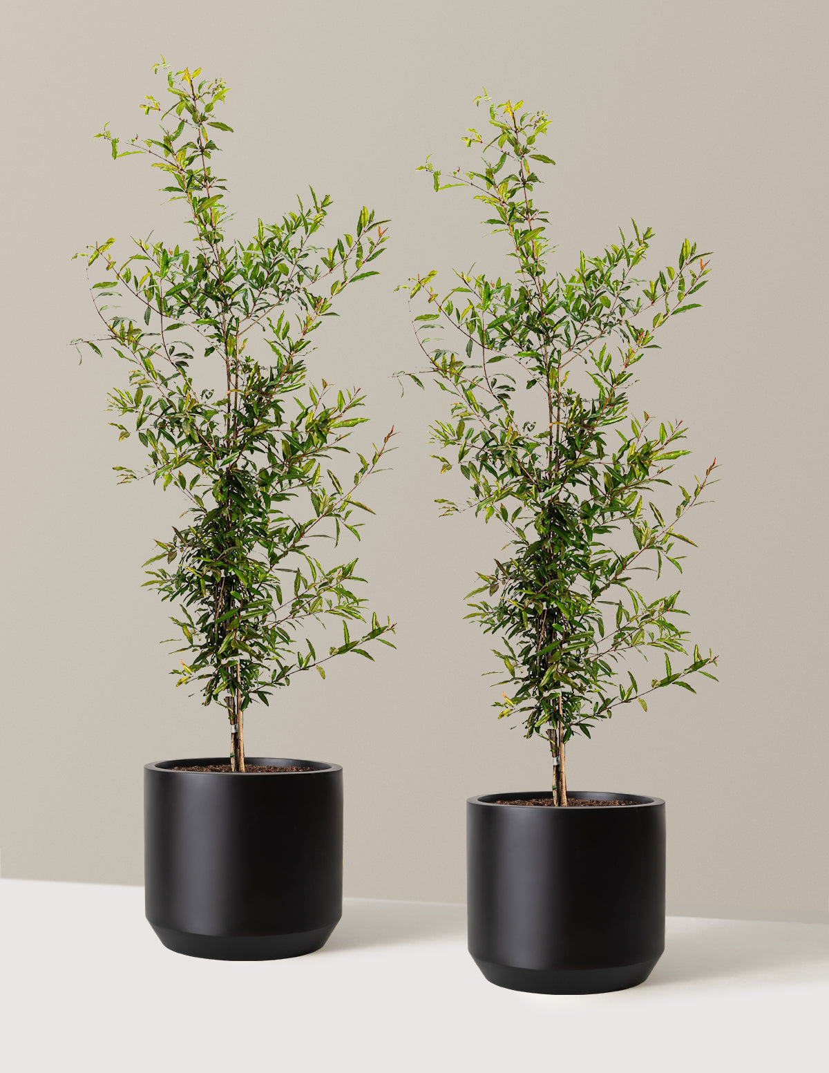 bundle | 3 Gallon - 2 Pack | Mexia | Black