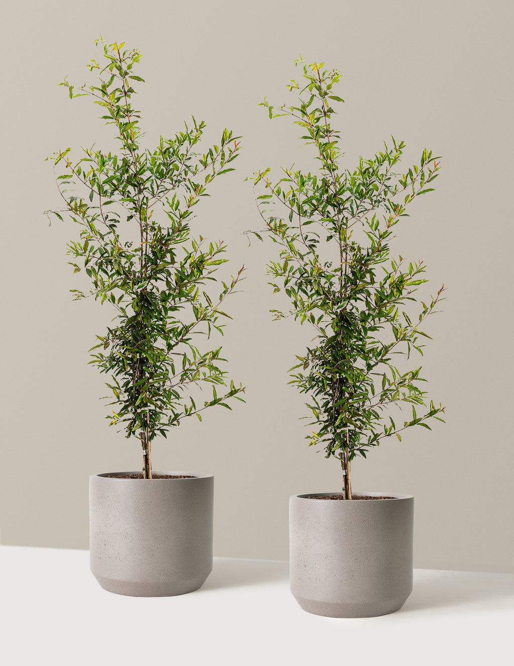 bundle | 3 Gallon - 2 Pack | Mexia | Cement Grey