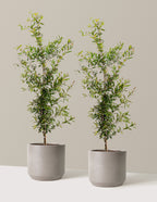 bundle | 3 Gallon - 2 Pack | Mexia | Cement Grey