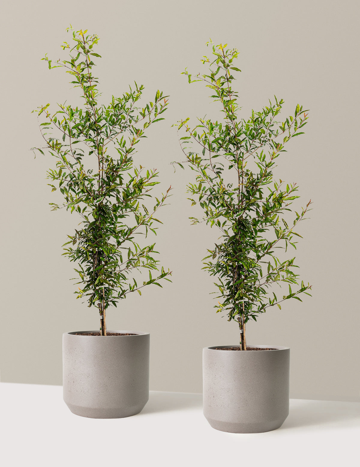 bundle | 3 Gallon - 2 Pack | Mexia | Cement Grey