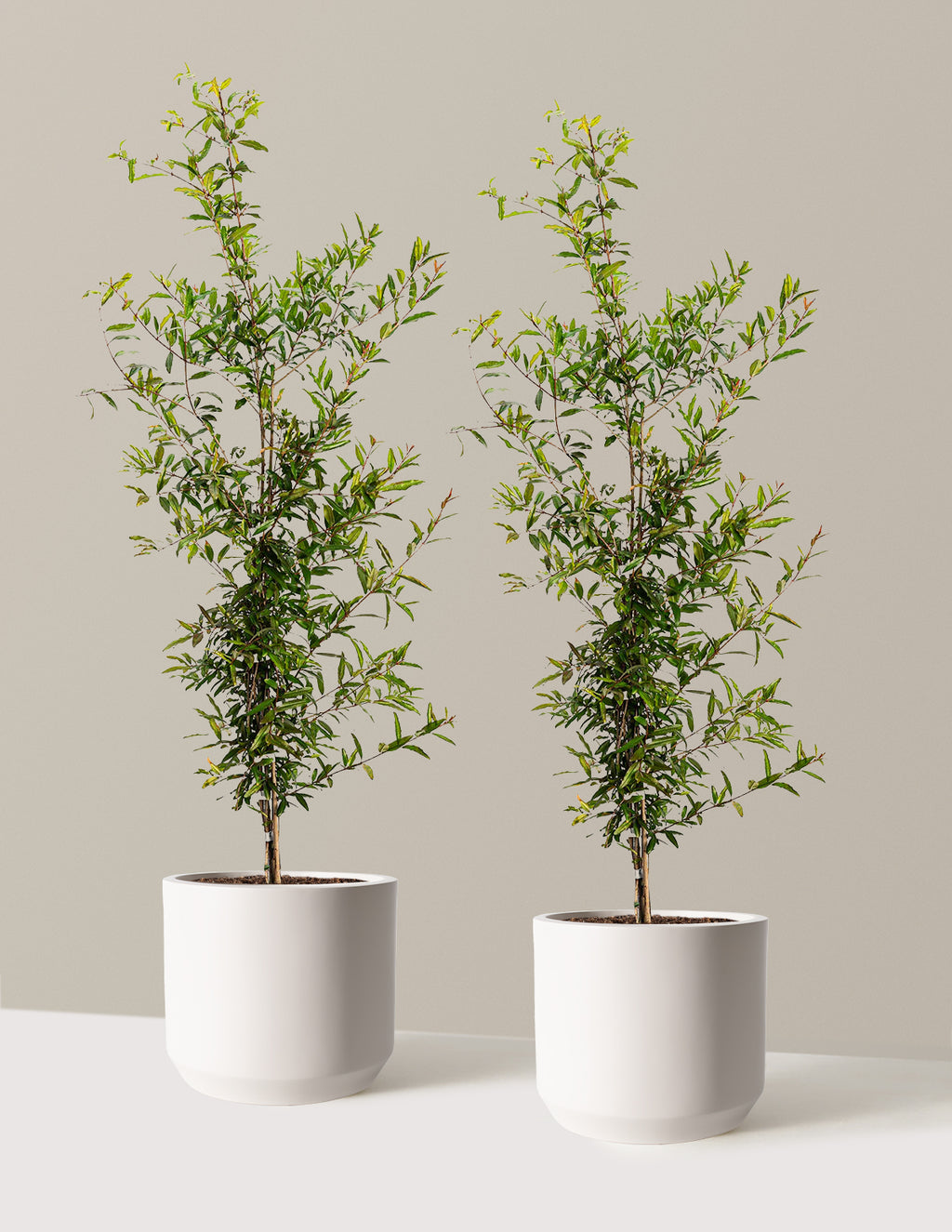 bundle | 3 Gallon - 2 Pack | Mexia | Cream