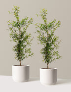 bundle | 3 Gallon - 2 Pack | Mexia | Cream