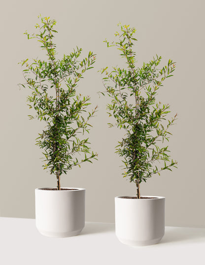 bundle | 3 Gallon - 2 Pack | Mexia | Cream