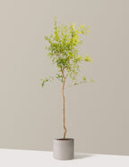 bundle | 4-5 ft. - Single | Agnes | Cement Grey