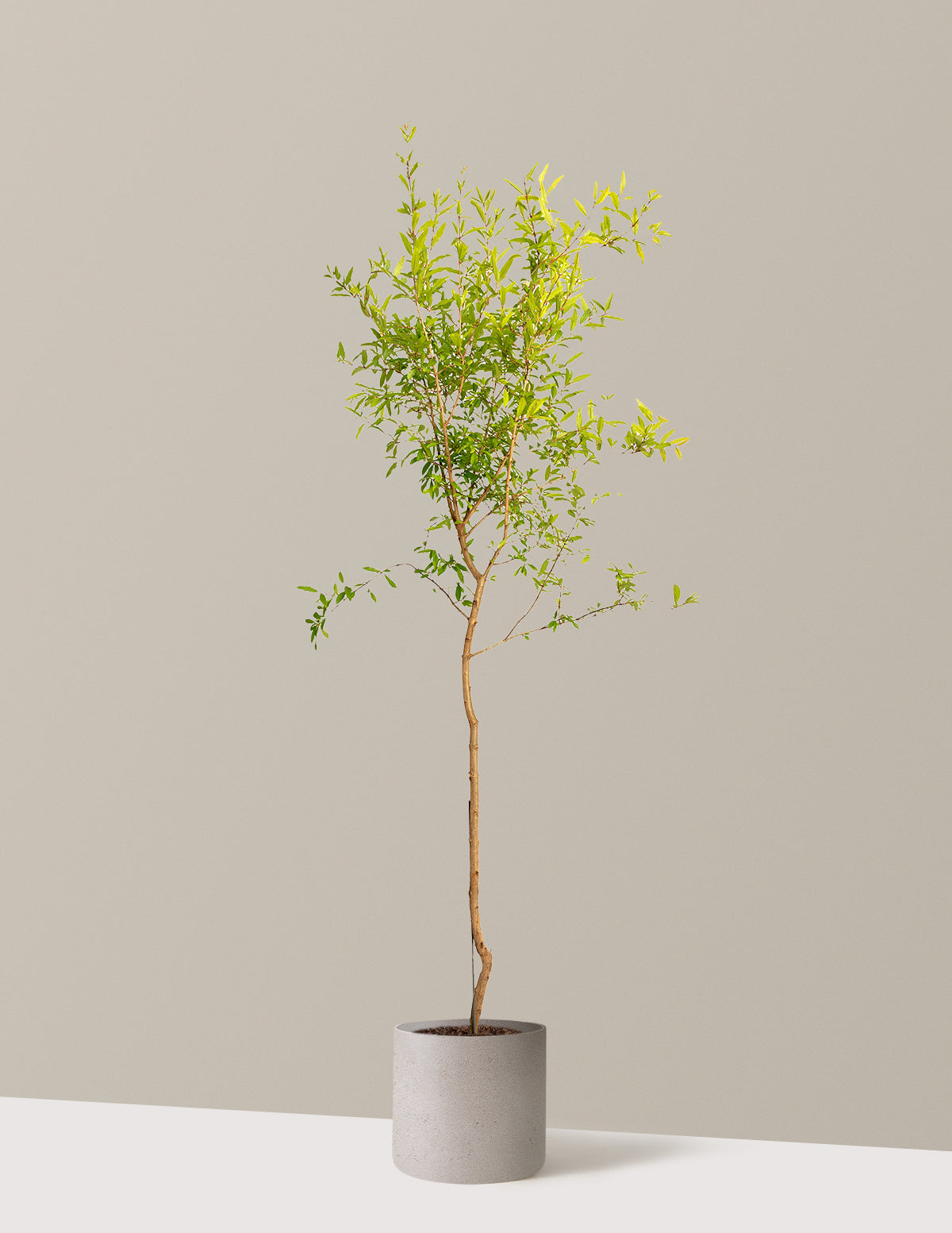 bundle | 4-5 ft. - Single | Agnes | Cement Grey