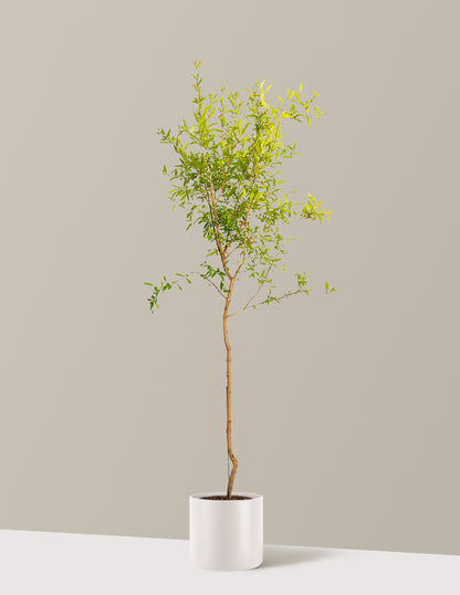 bundle | 4-5 ft. - Single | Agnes | Cream