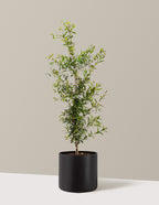 bundle | 3 Gallon - Single | Agnes | Black
