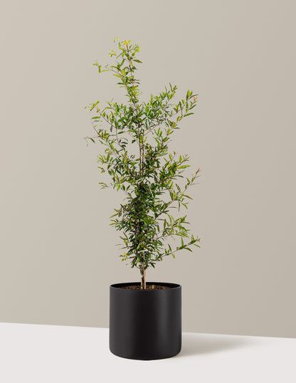 bundle | 3 Gallon - Single | Agnes | Black