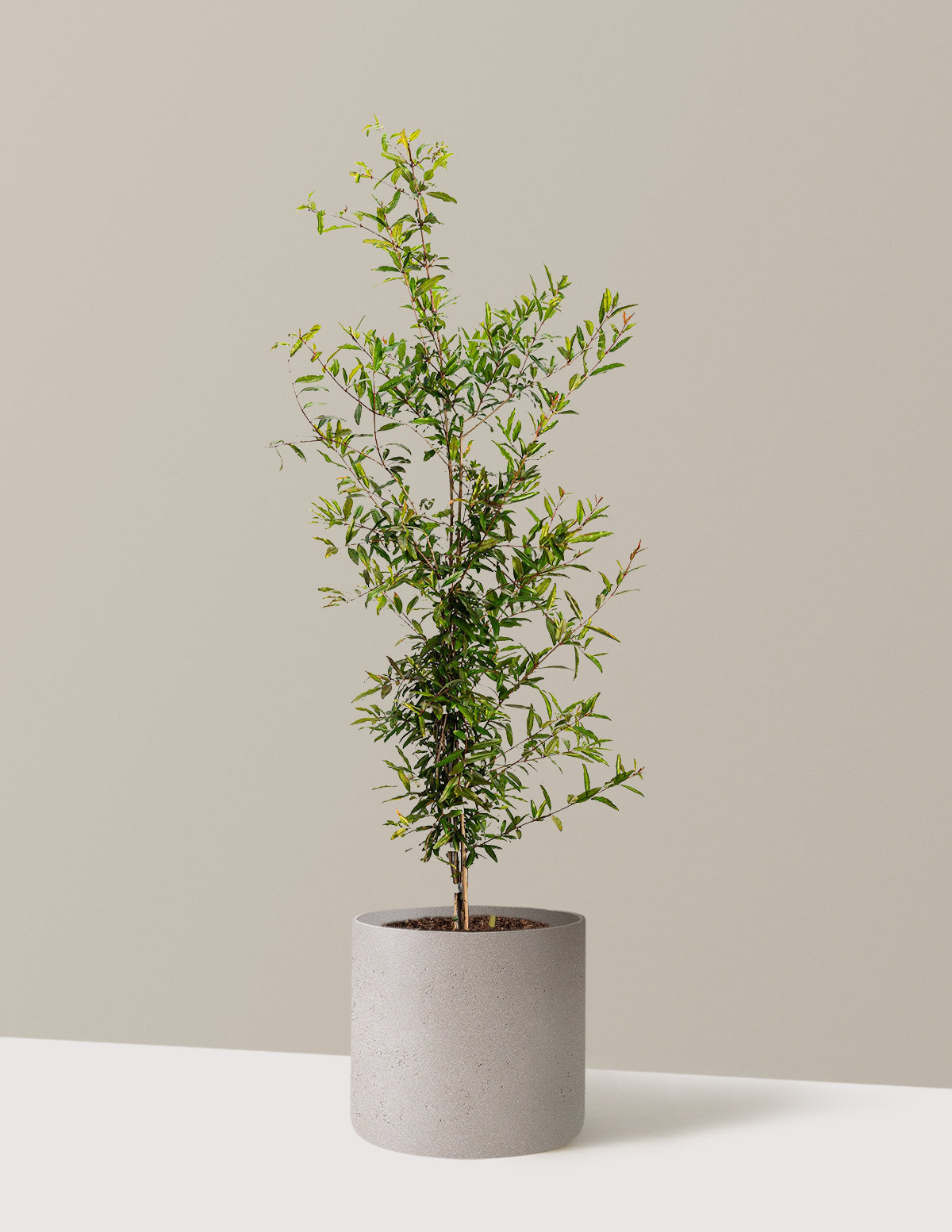 bundle | 3 Gallon - Single | Agnes | Cement Grey