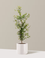 bundle | 3 Gallon - Single | Agnes | Cream