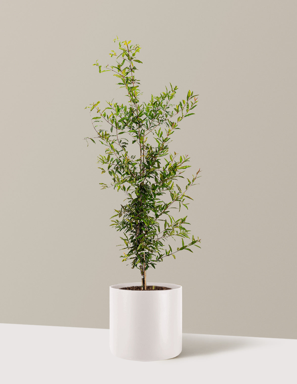 bundle | 3 Gallon - Single | Agnes | Cream