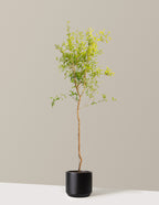 bundle | 4-5 ft. - Single | Mexia | Black