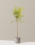 bundle | 4-5 ft. - Single | Mexia | Cement Grey