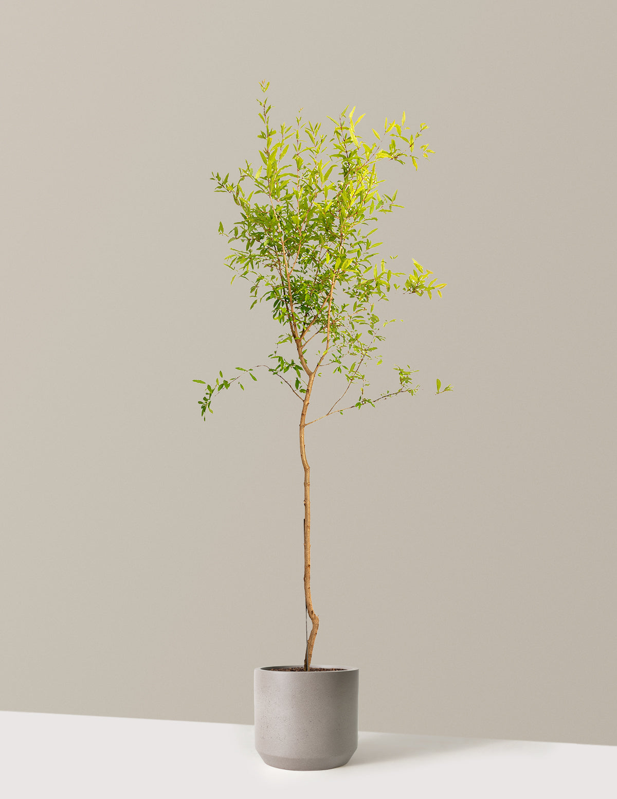 files/the-sill_Large-Cold-Hardy-Red-Pomegranate_Large_Mexia-Cement-Grey_Variant.jpg