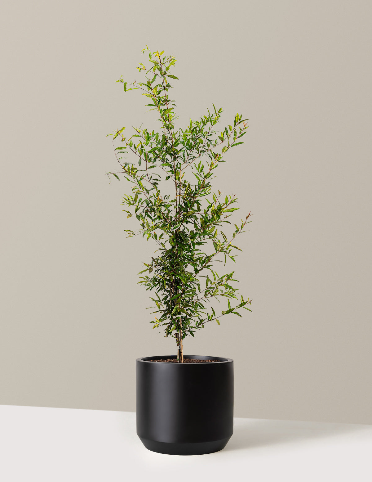 bundle | 3 Gallon - Single | Mexia | Black