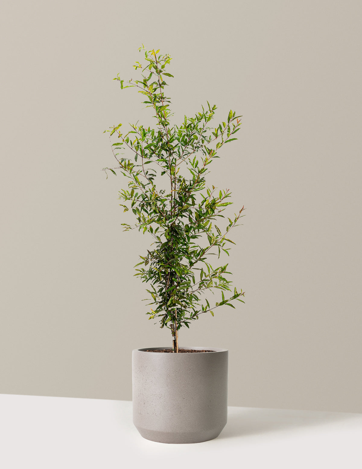 bundle | 3 Gallon - Single | Mexia | Cement Grey