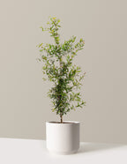 bundle | 3 Gallon - Single | Mexia | Cream