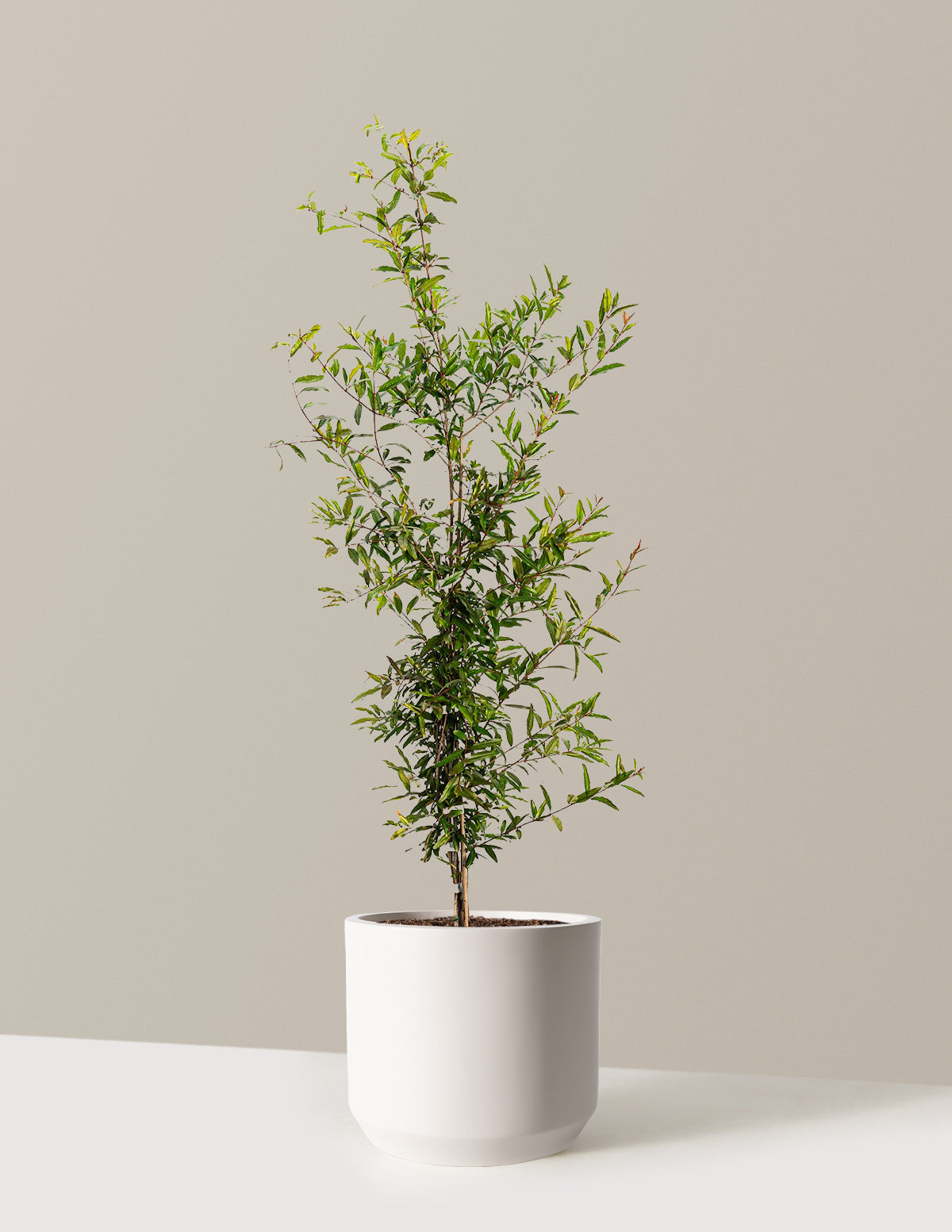 bundle | 3 Gallon - Single | Mexia | Cream