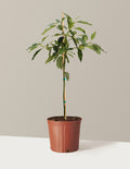 bundle | 2-3 ft. | Grow Pot