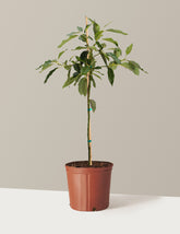 Cold Hardy Avocado Tree