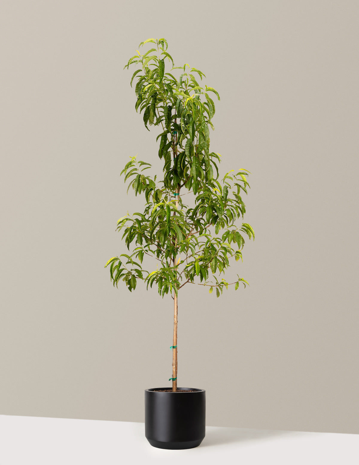 bundle | 4-5 ft. - Single | Mexia | Black